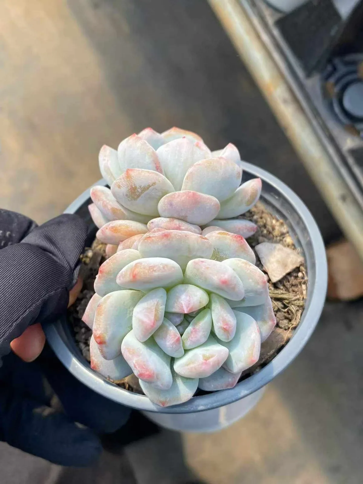 Echeveria Jade Hibiscus Monstrose Twin-head (玉芙蓉石化双头) succulent — wholesale bare-root export from Yunnan, China (1 of 6)