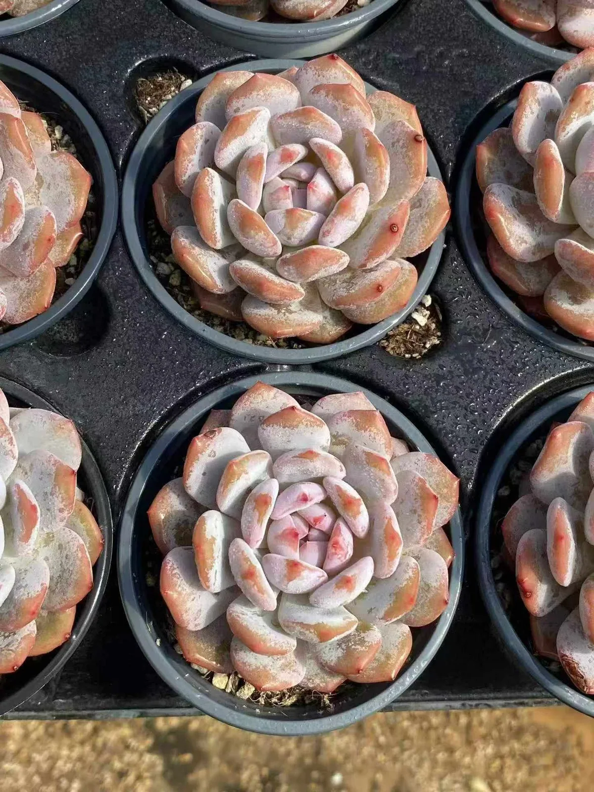 Echeveria Jade Hibiscus Single (玉芙蓉单头) succulent — wholesale bare-root export from Yunnan, China (1 of 4)