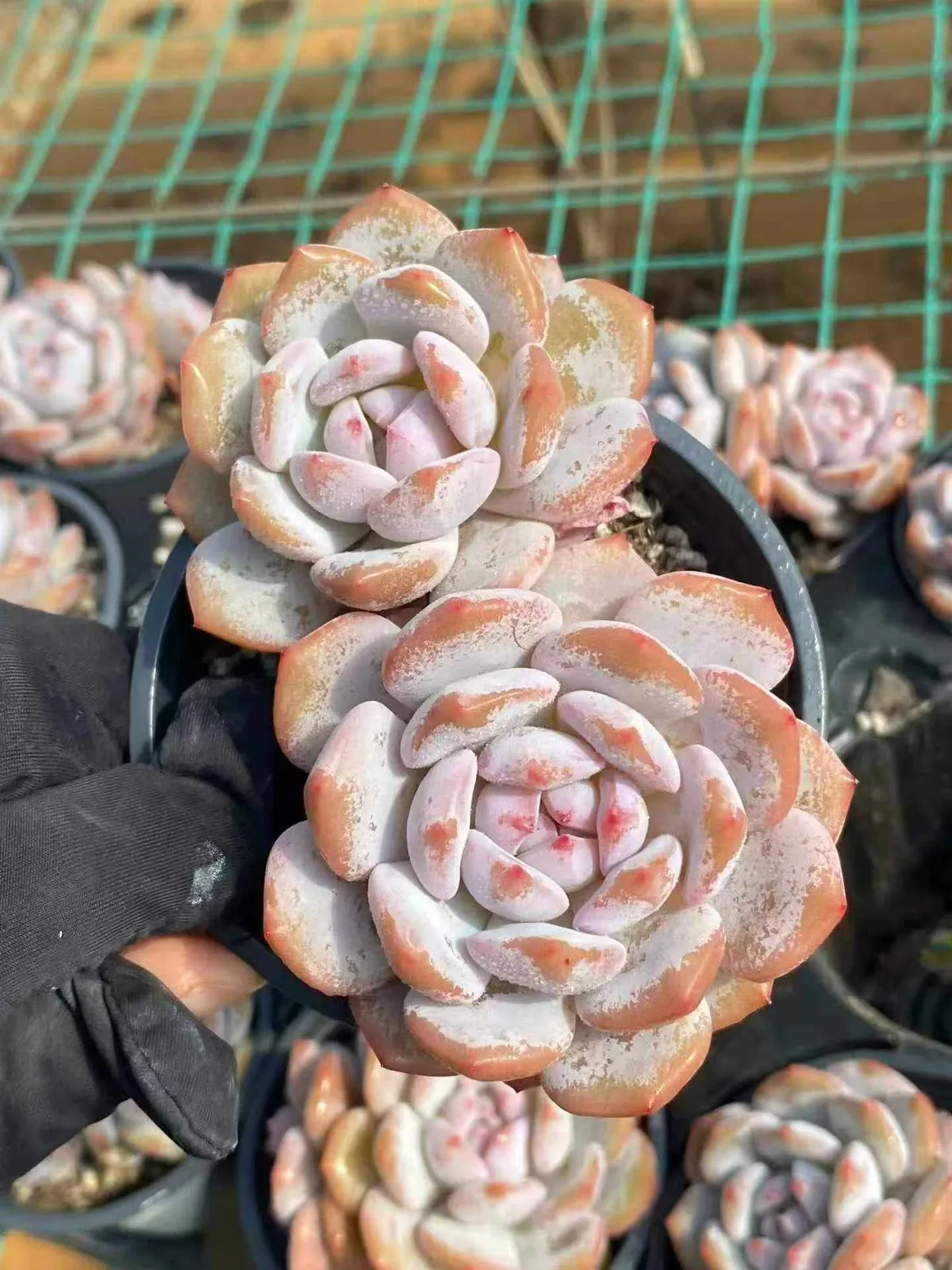 Echeveria Jade Hibiscus Twin-head (玉芙蓉双头) succulent — wholesale bare-root export from Yunnan, China (1 of 4)