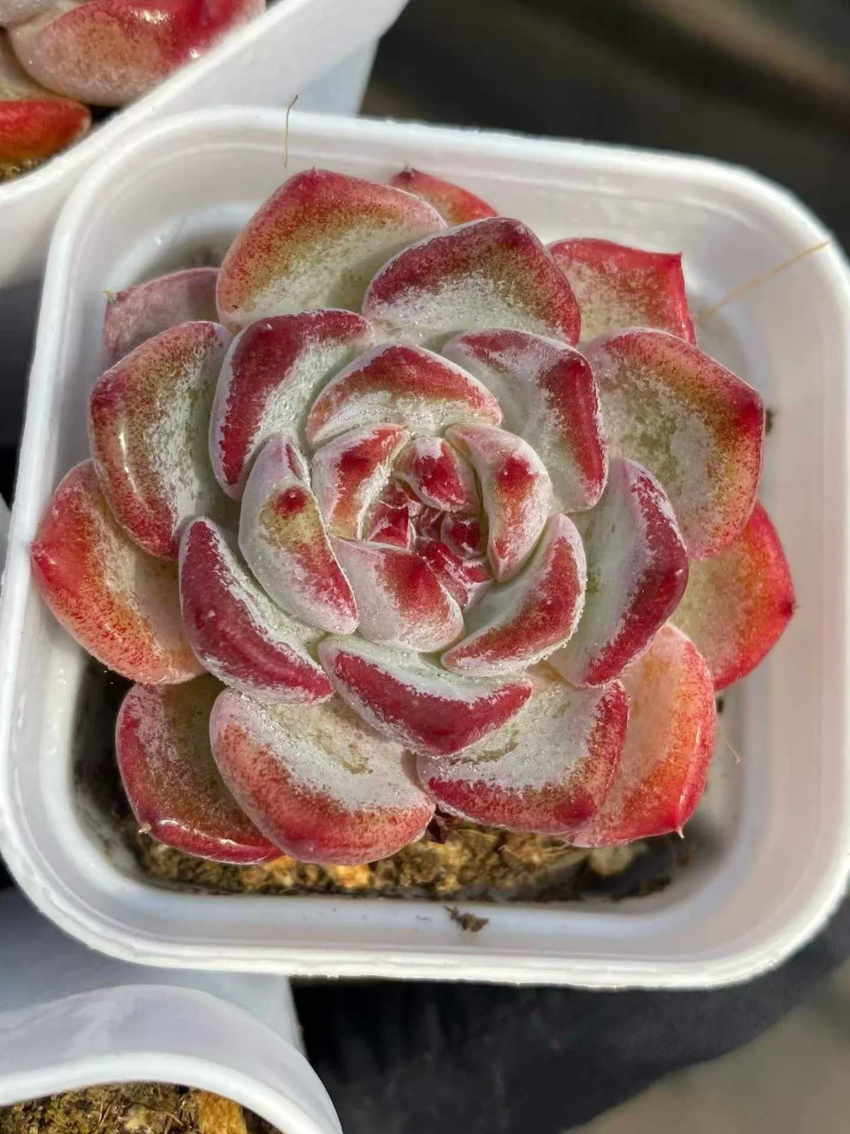 Echeveria Jasmine (茉莉花) succulent — wholesale bare-root export from Yunnan, China (1 of 4)
