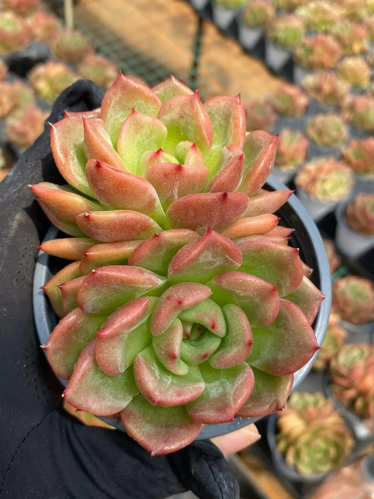 Echeveria Kumquat Twin-head (金桔双头) succulent — wholesale bare-root export from Yunnan, China (1 of 4)