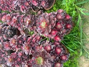 Aeonium 'Lena' (丽娜) succulent — wholesale bare-root export from Yunnan, China