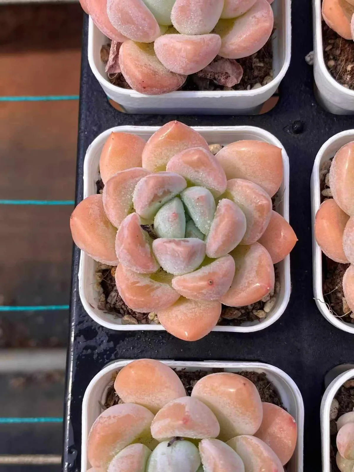 Echeveria Lightning (电光) succulent — wholesale bare-root export from Yunnan, China (1 of 4)