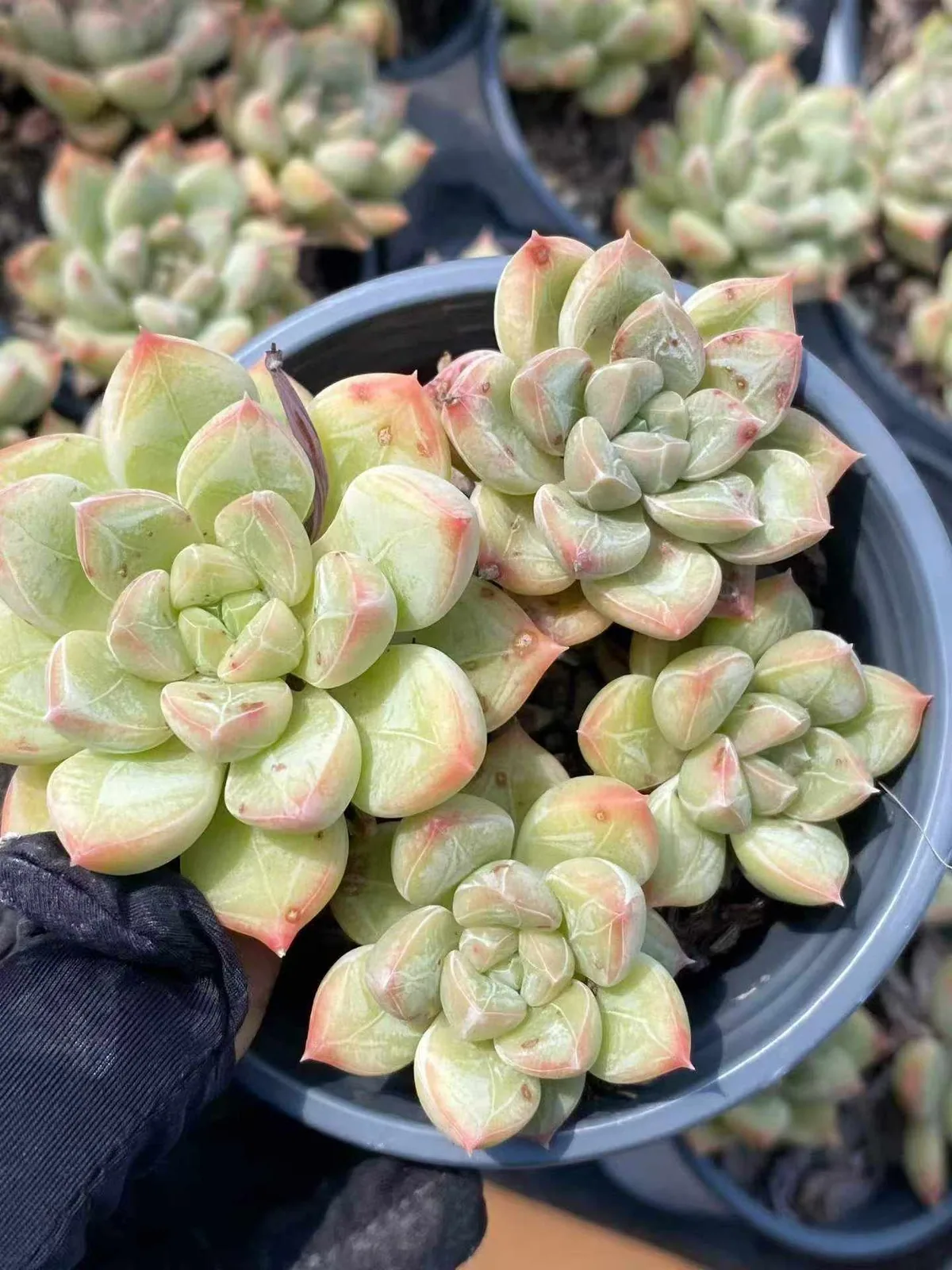 Echeveria Lime Beauty Cluster (青柠美人群) succulent — wholesale bare-root export from Yunnan, China (1 of 4)