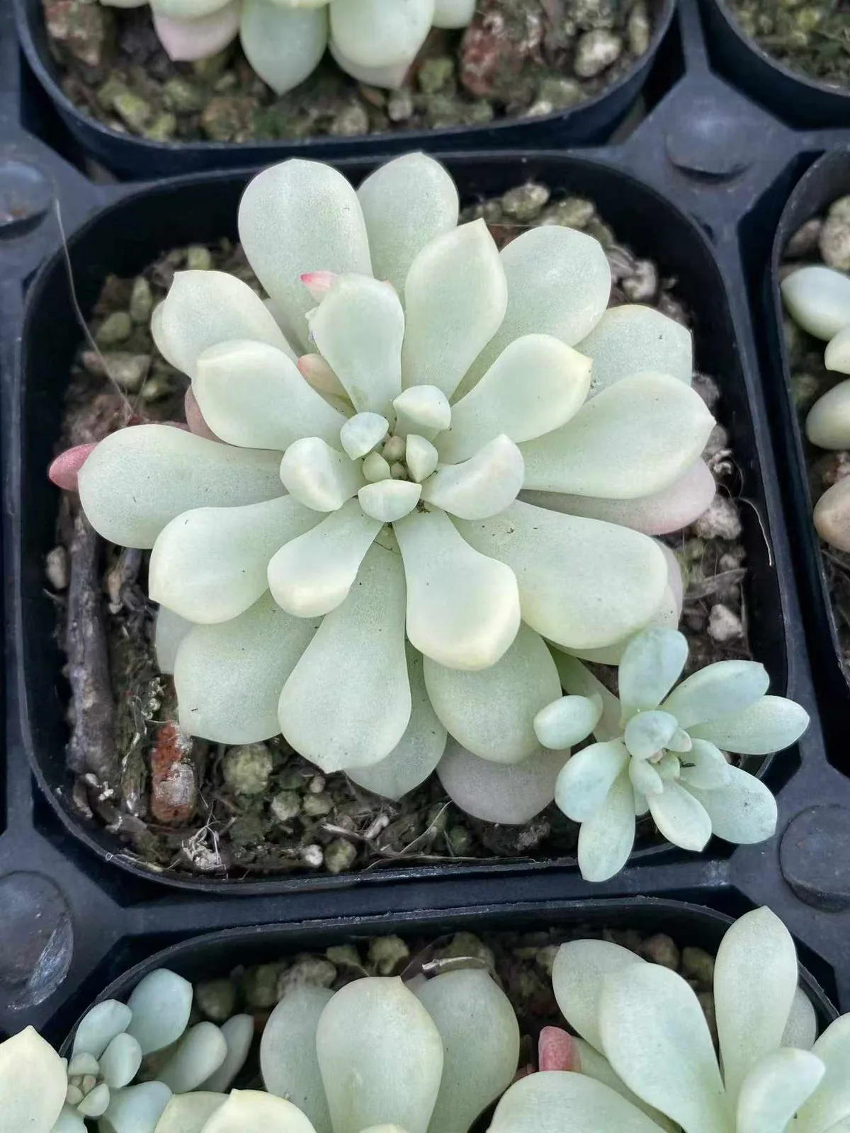Echeveria Little Red Egg Variegated (小红蛋锦) succulent — wholesale bare-root export from Yunnan, China (1 of 4)