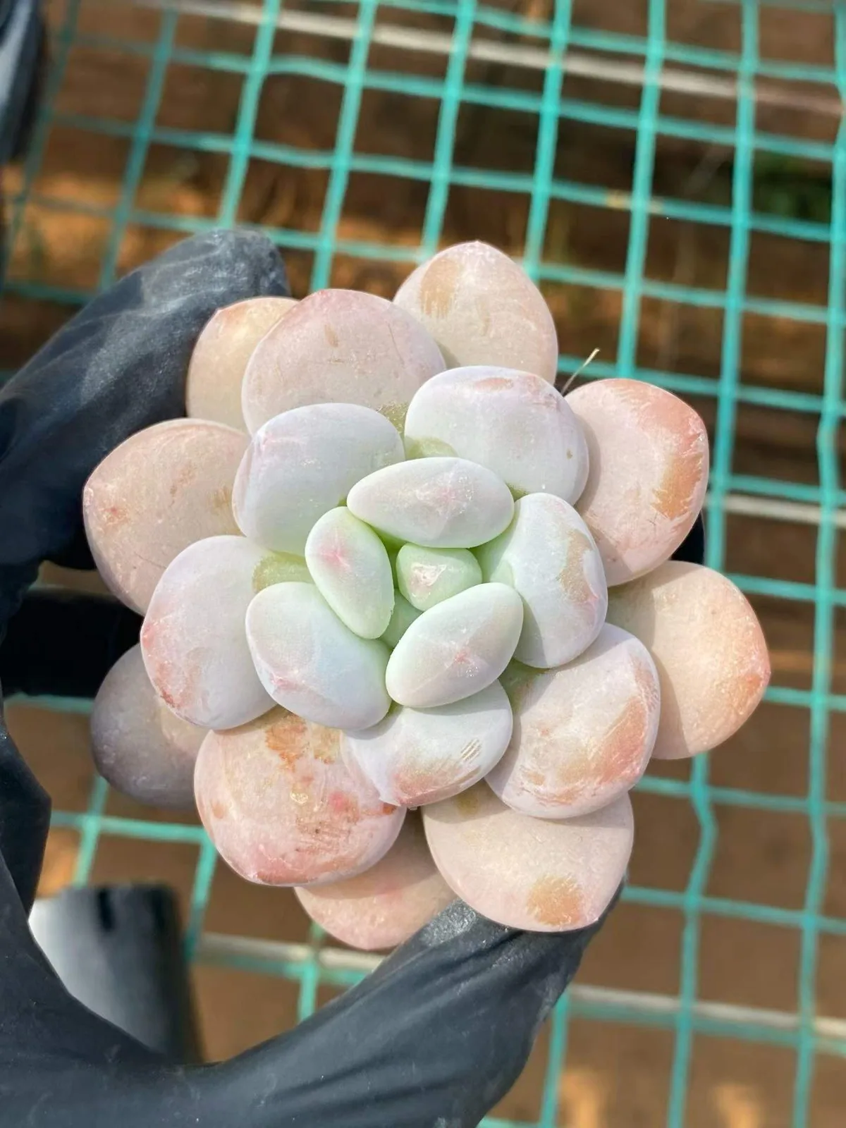 Echeveria Little Sprite (小花妖) succulent — wholesale bare-root export from Yunnan, China (1 of 4)