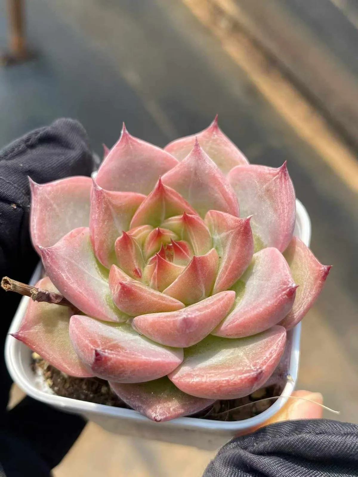 Echeveria Little Wedding Ring sp. (小婚戒sp) succulent — wholesale bare-root export from Yunnan, China (1 of 5)