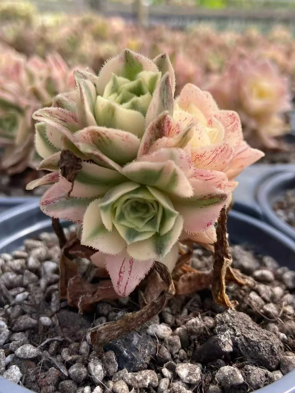 Echeveria Little White Phoenix (小白凤) succulent — wholesale bare-root export from Yunnan, China (1 of 3)