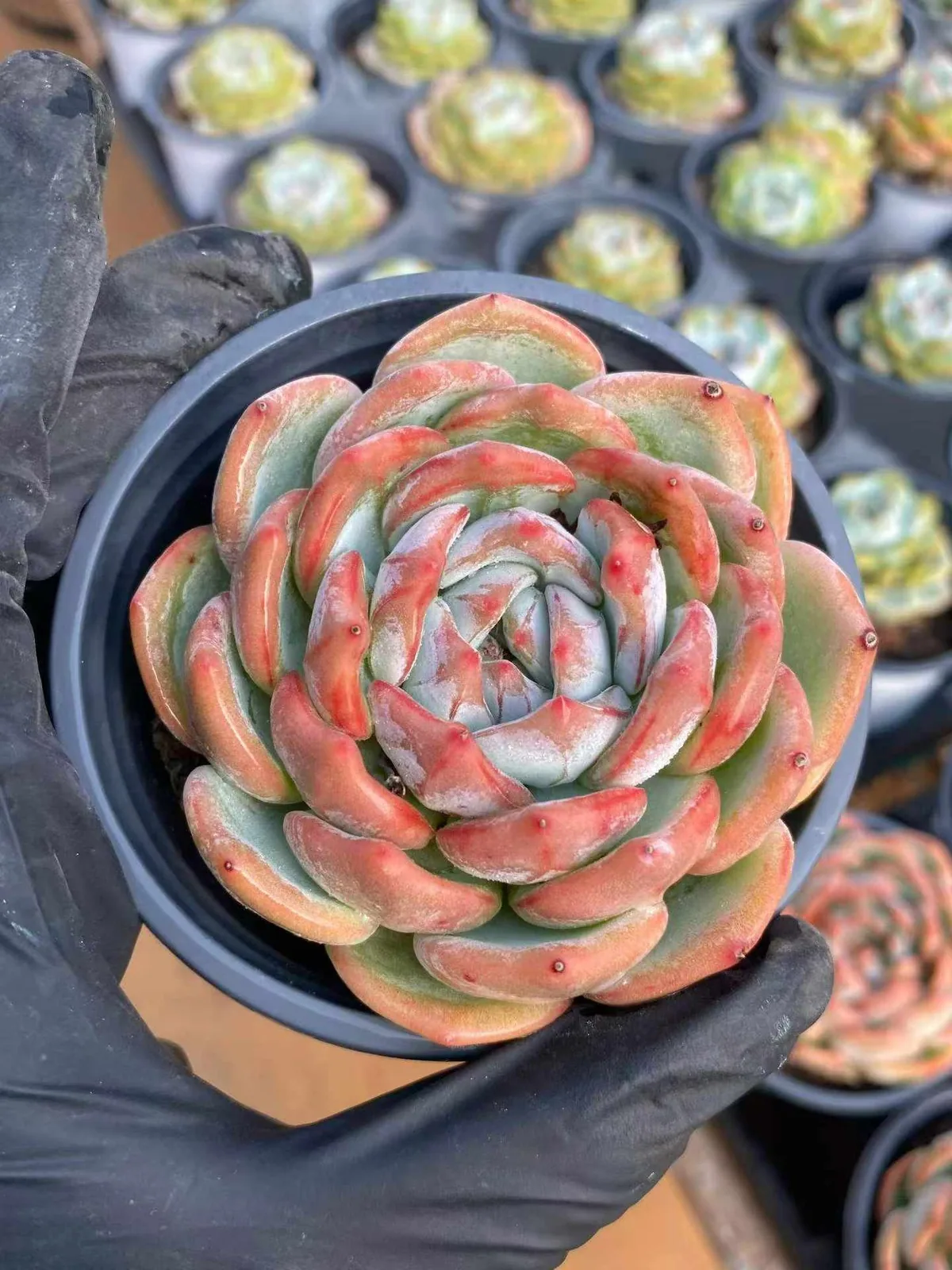 Echeveria Longing (长相思) succulent — wholesale bare-root export from Yunnan, China (1 of 4)