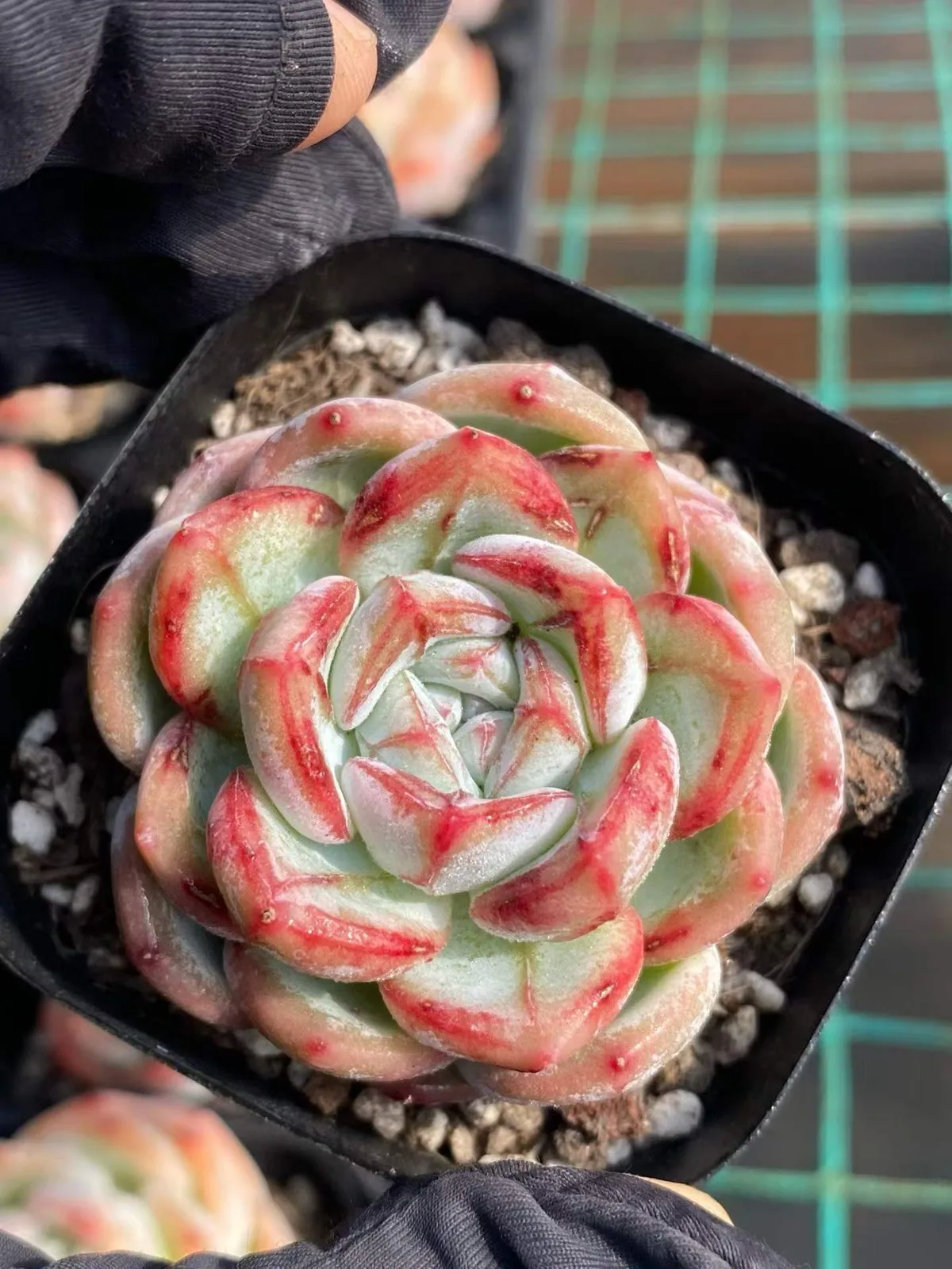 Echeveria Longing Single (长相思单头) succulent — wholesale bare-root export from Yunnan, China (1 of 6)
