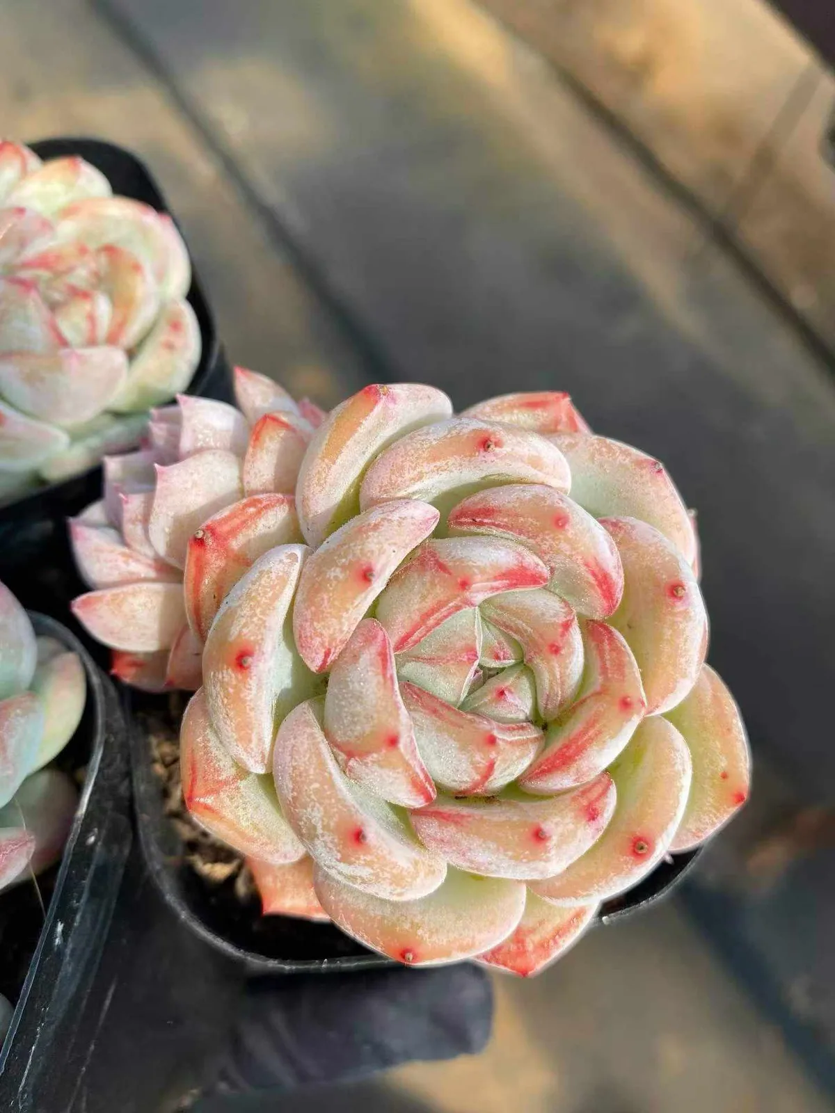 Echeveria Longing Twin-head (长相思双头) succulent — wholesale bare-root export from Yunnan, China (1 of 4)