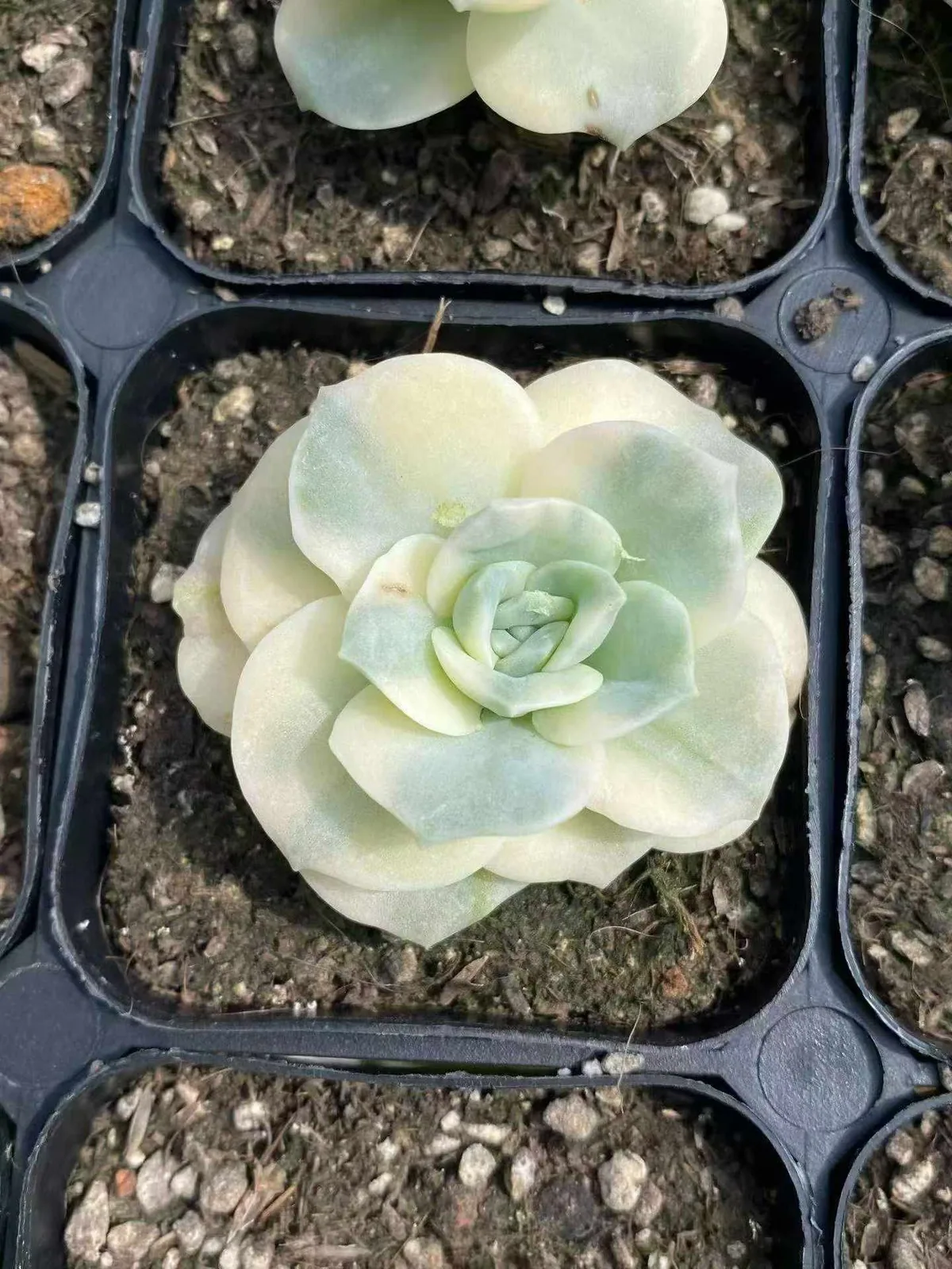 Echeveria Lovely Rose Variegated (可爱玫瑰锦) succulent — wholesale bare-root export from Yunnan, China (1 of 4)