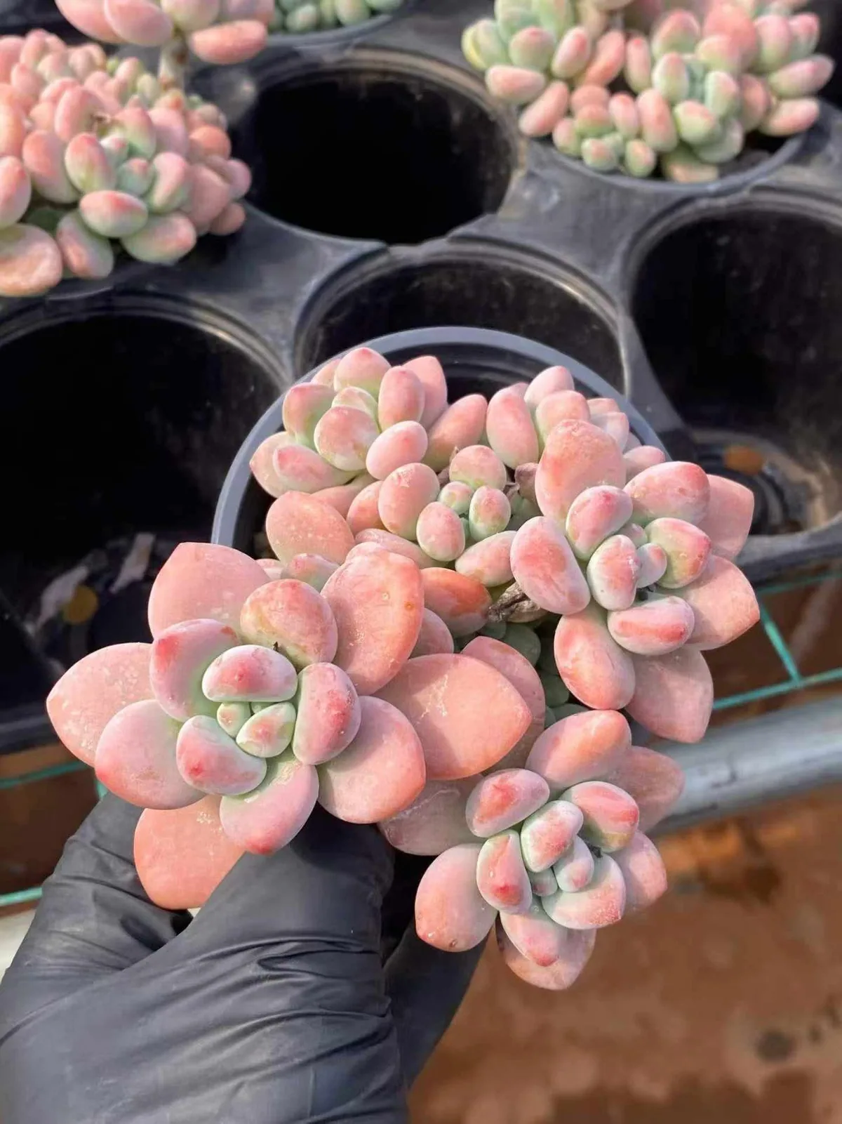 Echeveria Luoshen Goddess (洛神) succulent — wholesale bare-root export from Yunnan, China (1 of 6)