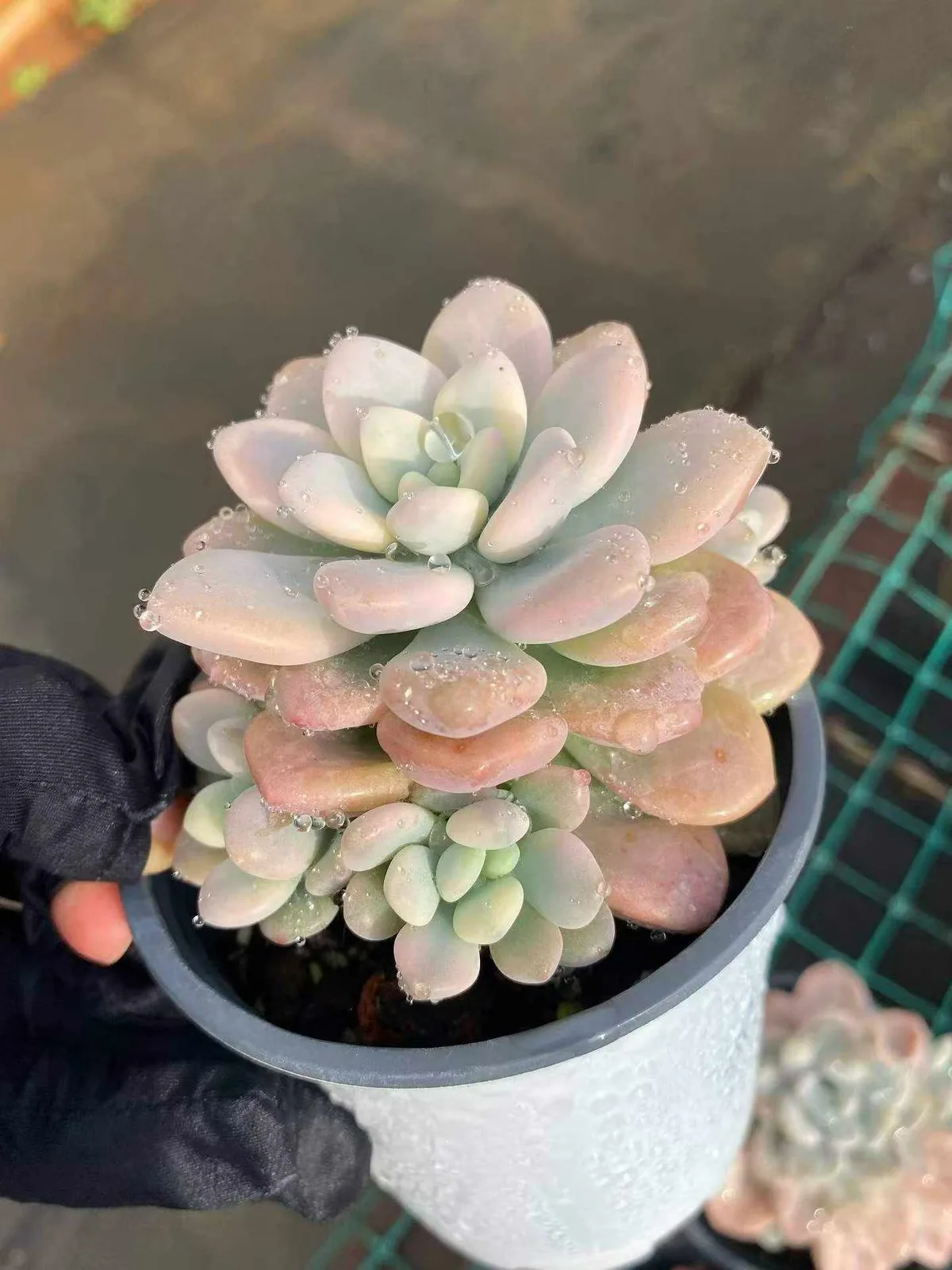 Echeveria Luoshen Goddess Variegated Offset Cluster (洛神锦崽群) succulent — wholesale bare-root export from Yunnan, China (1 of 4)