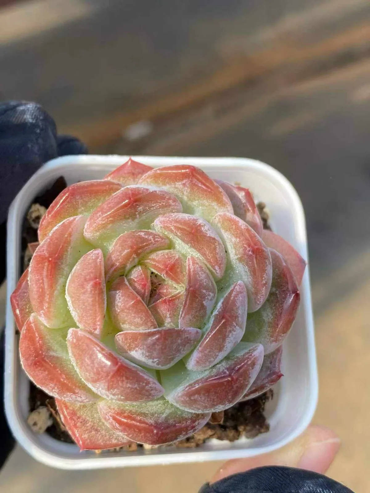 Echeveria Lychee Pink (荔枝粉) succulent — wholesale bare-root export from Yunnan, China (1 of 4)