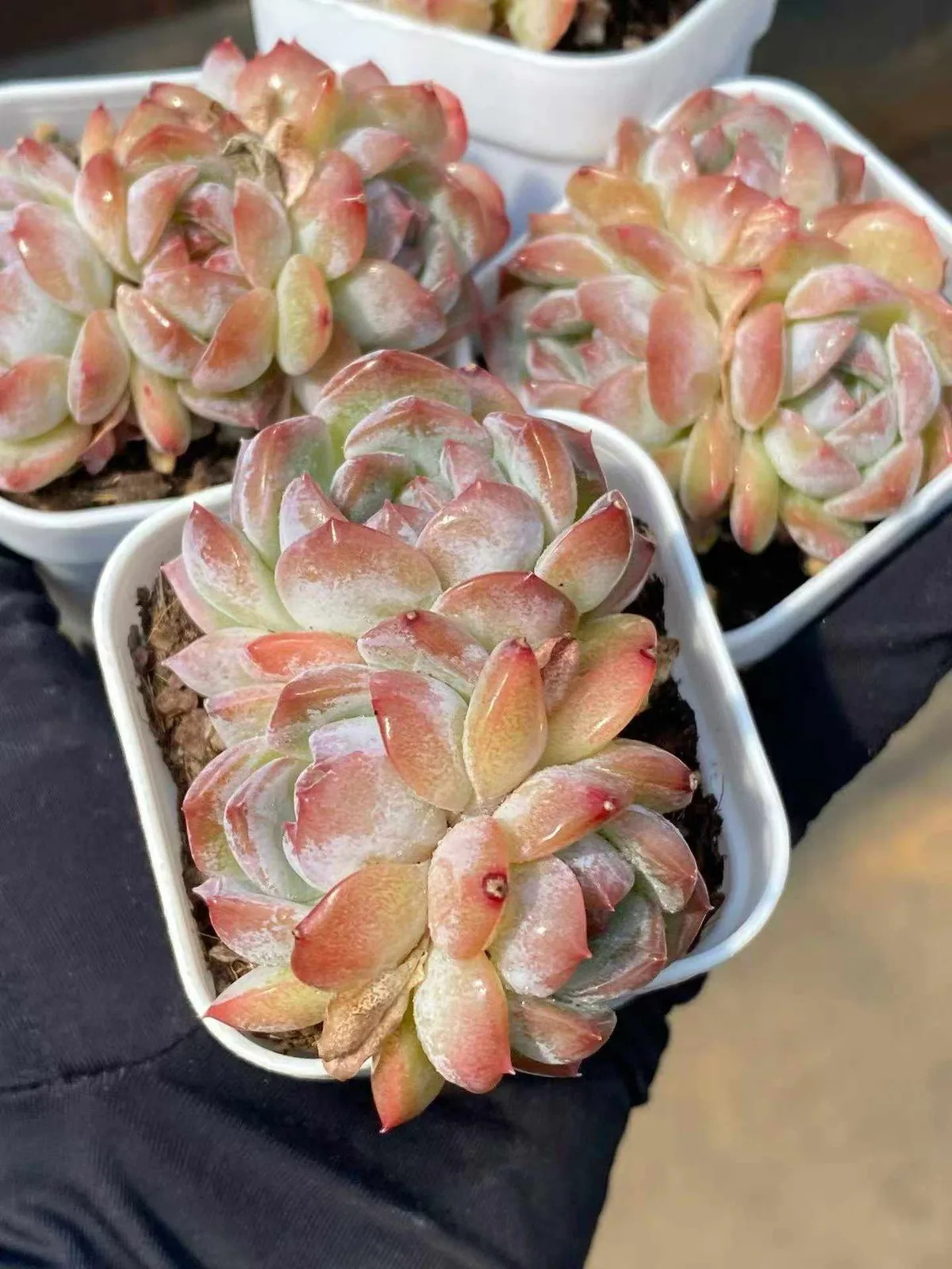 Echeveria Lychee Pink Cluster (荔枝粉群) succulent — wholesale bare-root export from Yunnan, China (1 of 5)