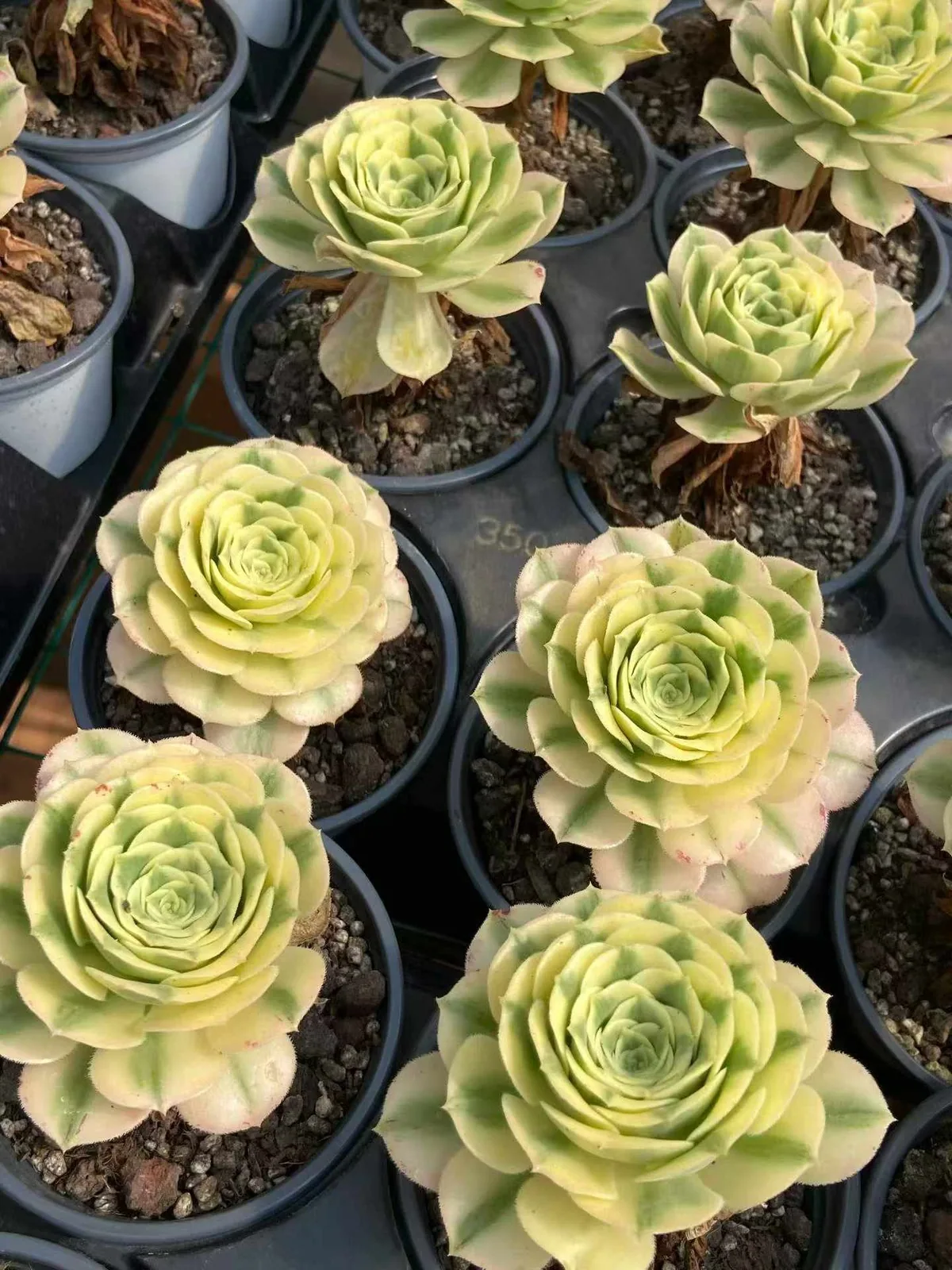 Echeveria Maybach (迈巴赫) succulent — wholesale bare-root export from Yunnan, China (1 of 3)