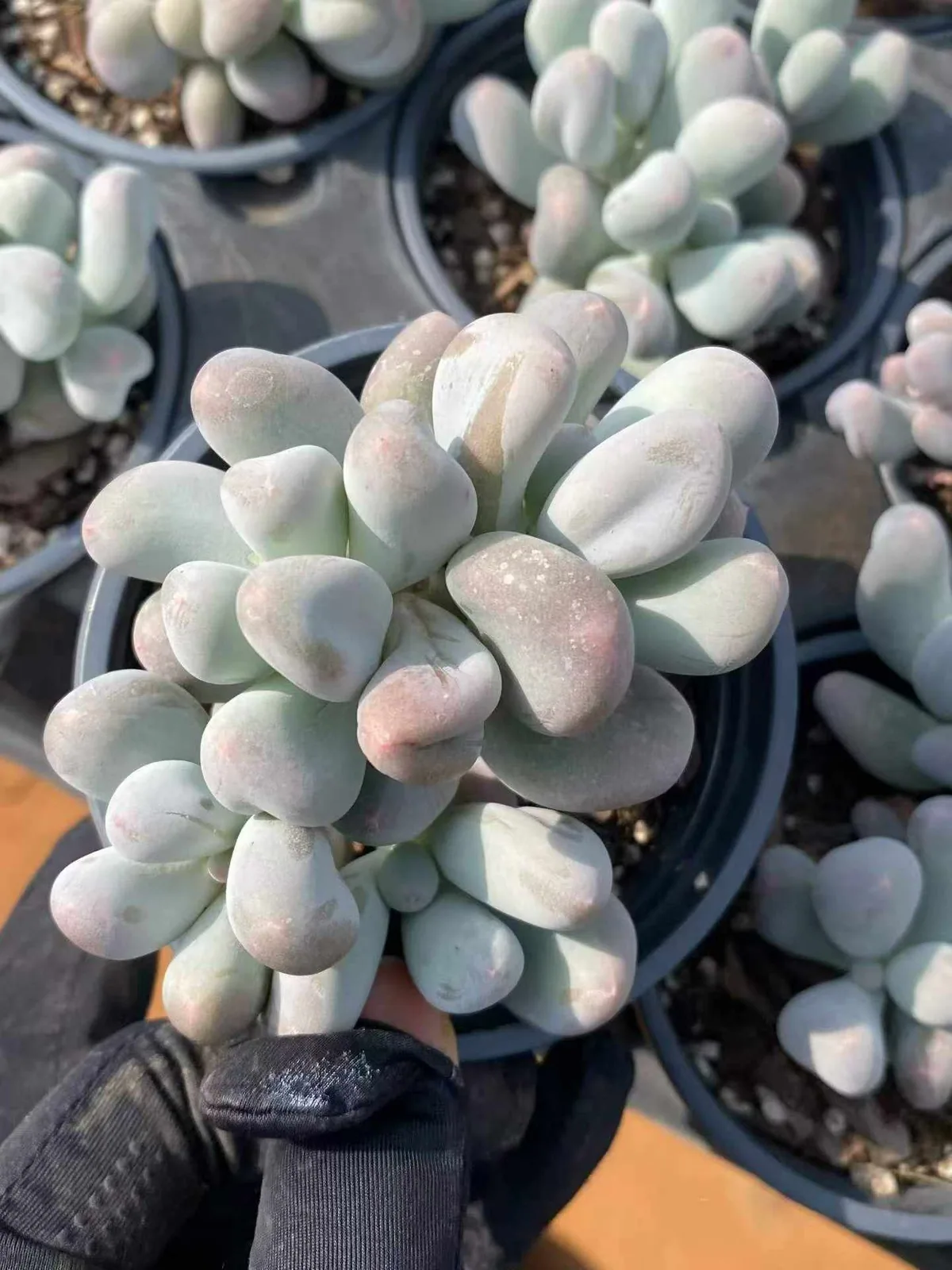 Echeveria Miko Milk Cluster (米可奶群) succulent — wholesale bare-root export from Yunnan, China (1 of 4)
