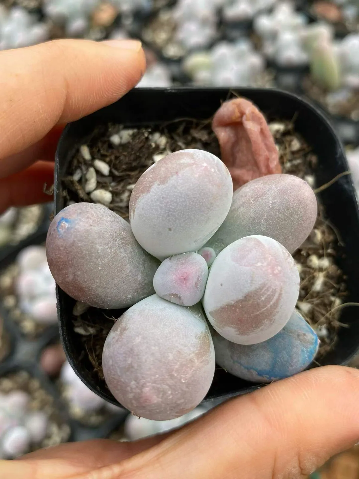 Echeveria Miko Milk Single (米可奶单头) succulent — wholesale bare-root export from Yunnan, China (1 of 4)