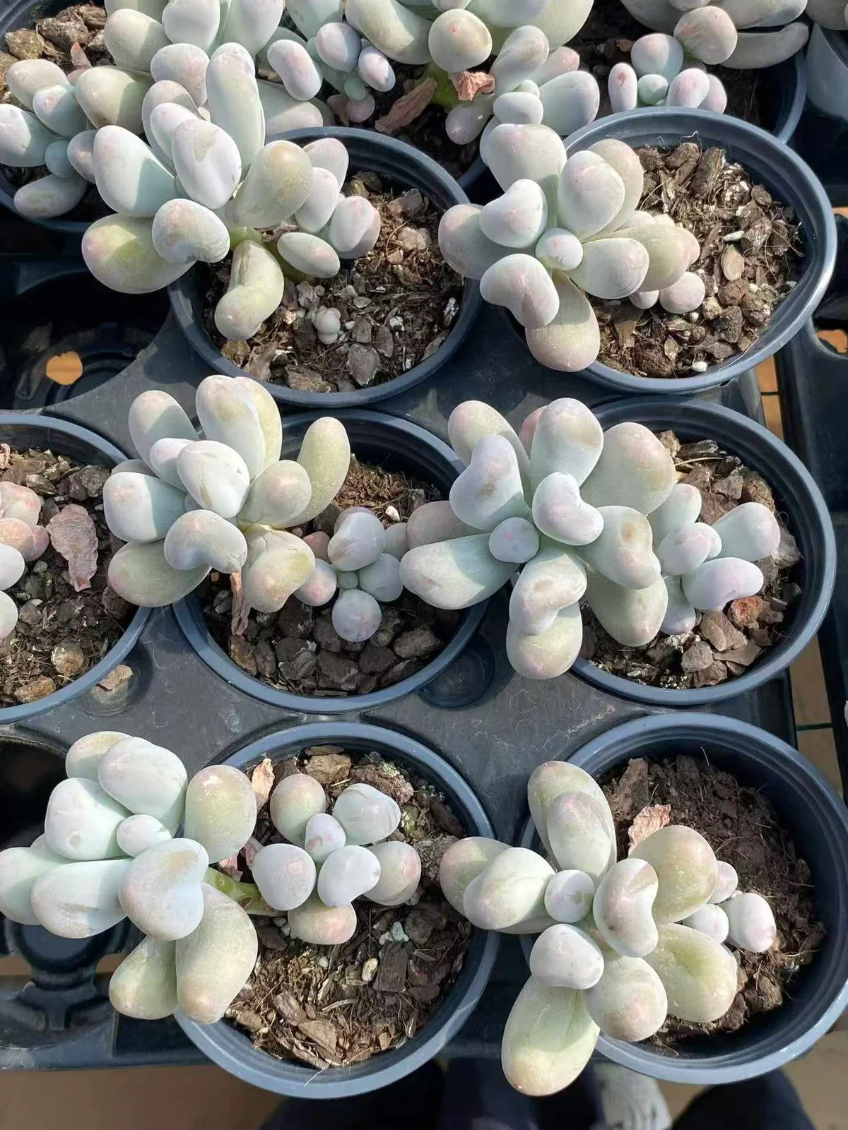 Echeveria Miko Milk Single w/ Offsets (米可奶单头带惠) succulent — wholesale bare-root export from Yunnan, China (1 of 4)