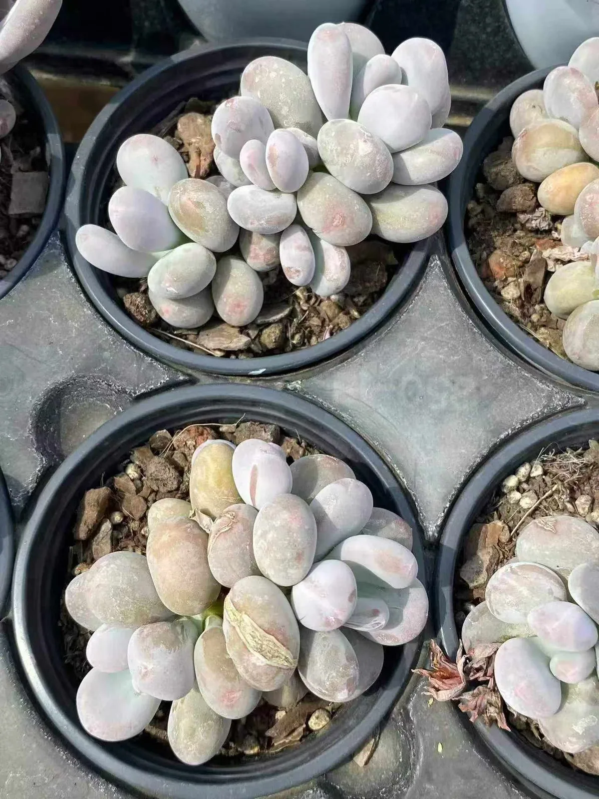 Pachyphytum Milk Beauty Cluster (奶美人群) succulent — wholesale bare-root export from Yunnan, China (1 of 4)