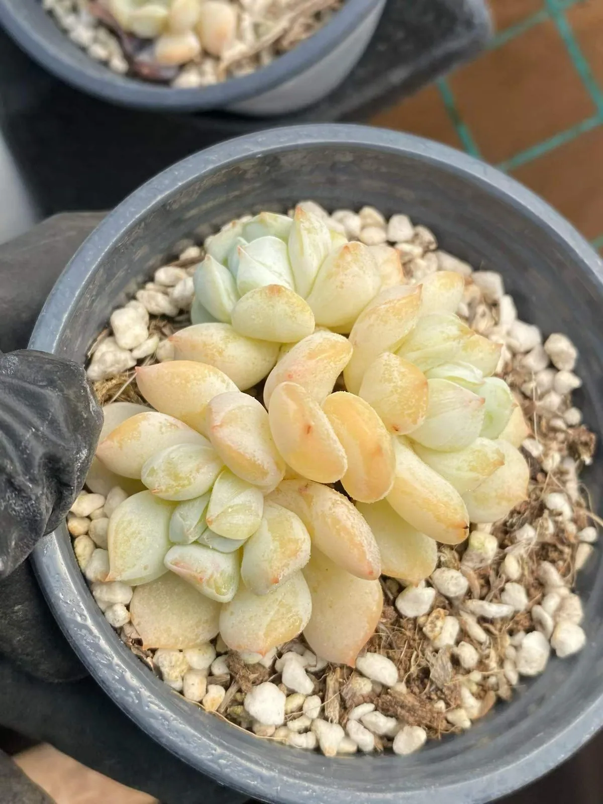 Echeveria Milk Dragon Cluster (奶龙群) succulent — wholesale bare-root export from Yunnan, China (1 of 5)