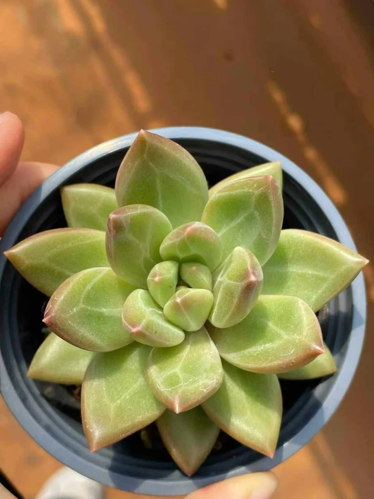 Echeveria Misty Bubble (迷雾泡泡) succulent — wholesale bare-root export from Yunnan, China (1 of 4)