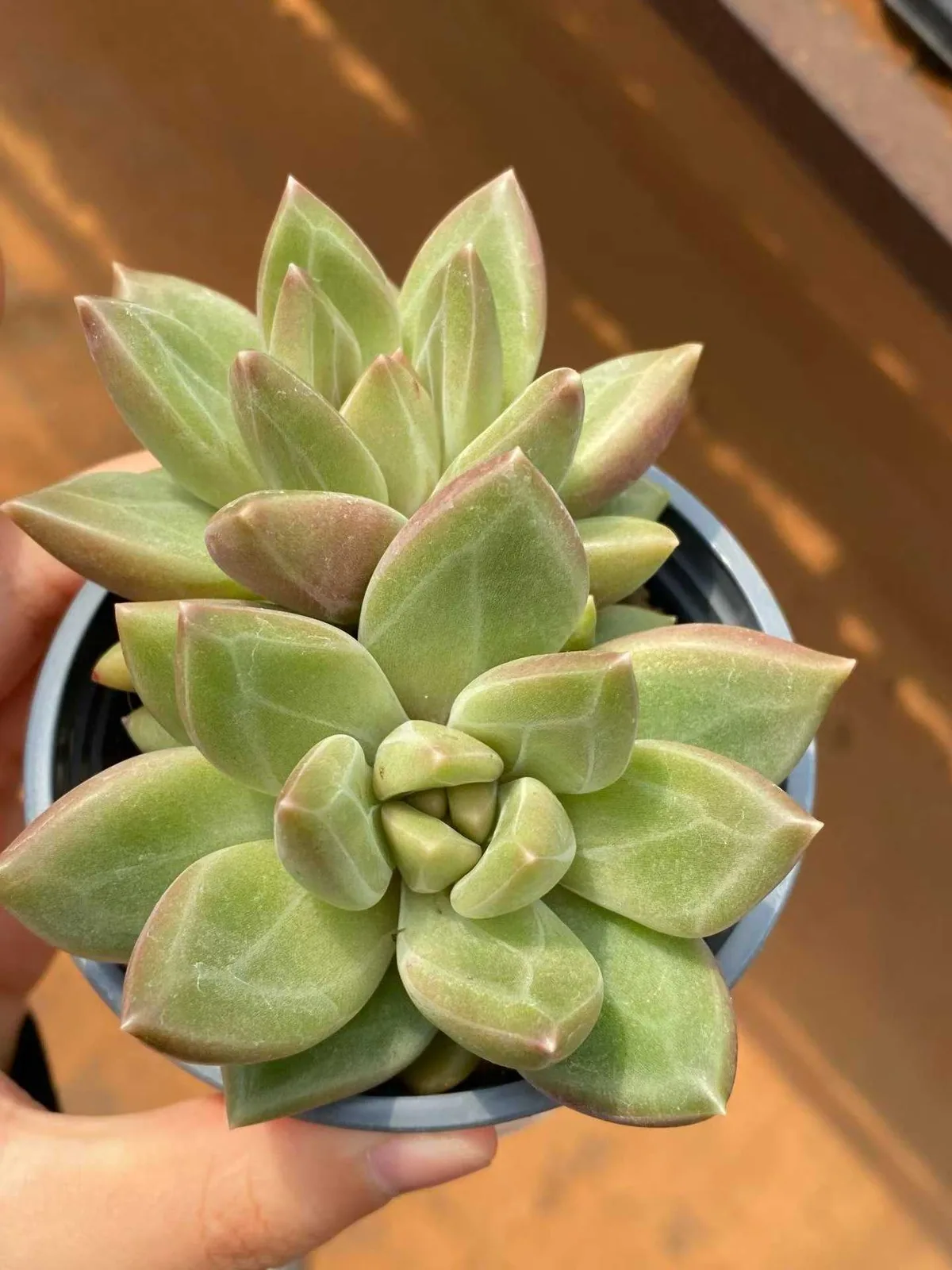 Echeveria Misty Bubble Twin-head (迷雾泡泡双头) succulent — wholesale bare-root export from Yunnan, China (1 of 4)