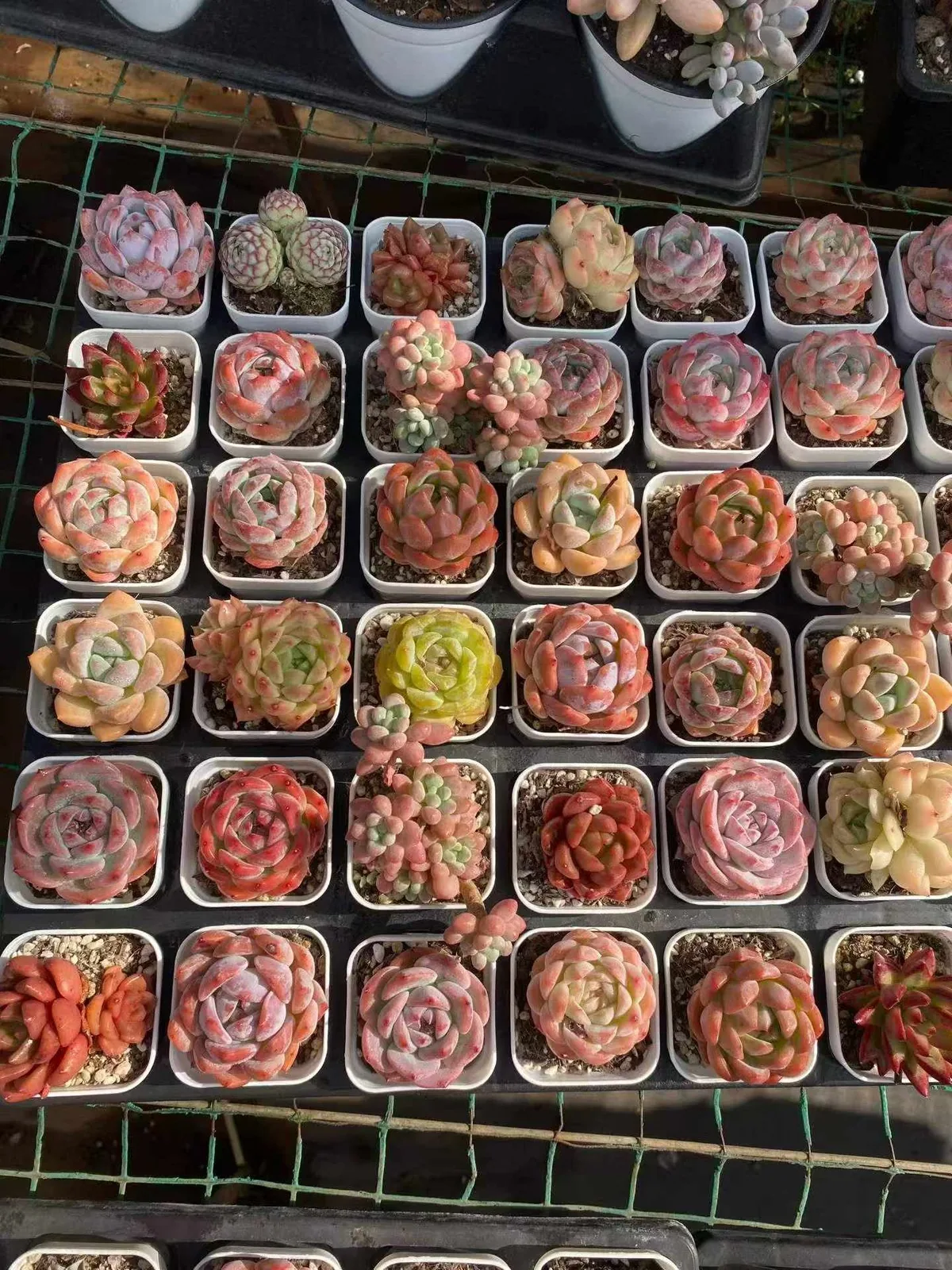 Echeveria Mixed Assortment (套餐混) succulent — wholesale bare-root export from Yunnan, China (1 of 5)