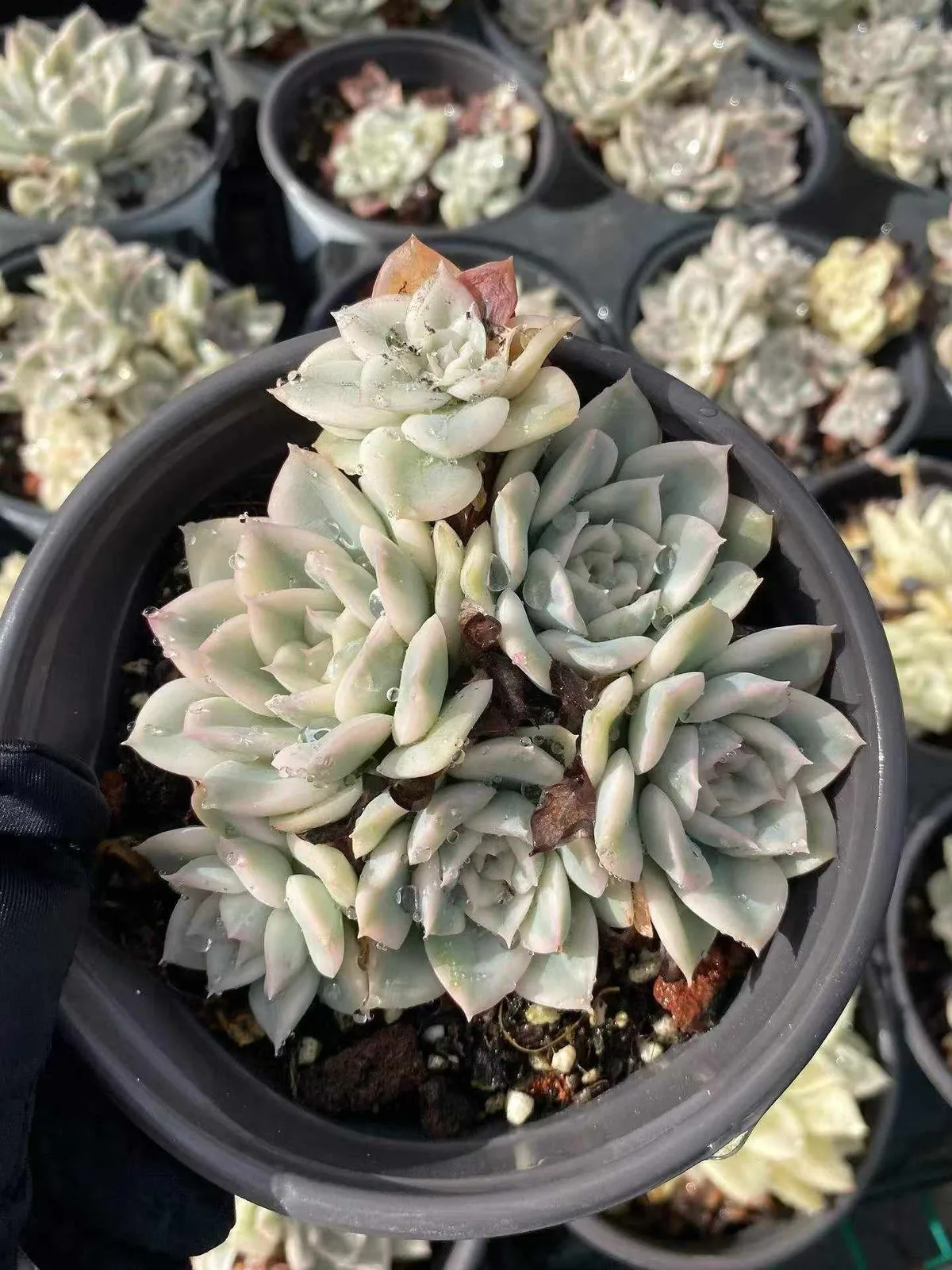Echeveria Moon Fairy Variegated Cluster (月亮仙子锦群) succulent — wholesale bare-root export from Yunnan, China (1 of 4)