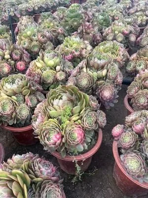 Aeonium 'Moonglow' (月华) succulent — wholesale bare-root export from Yunnan, China