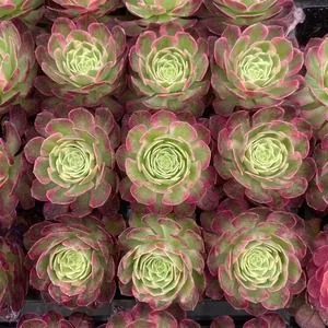 Aeonium 'Poseidon' Plug Tray (海王穴盘) succulent — wholesale bare-root export from Yunnan, China