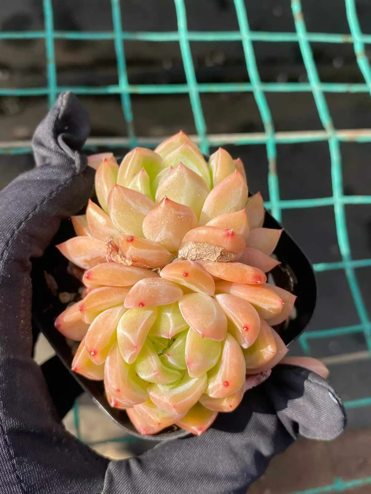 Echeveria Ocean Star Twin-head (海洋之星双头) succulent — wholesale bare-root export from Yunnan, China (1 of 5)