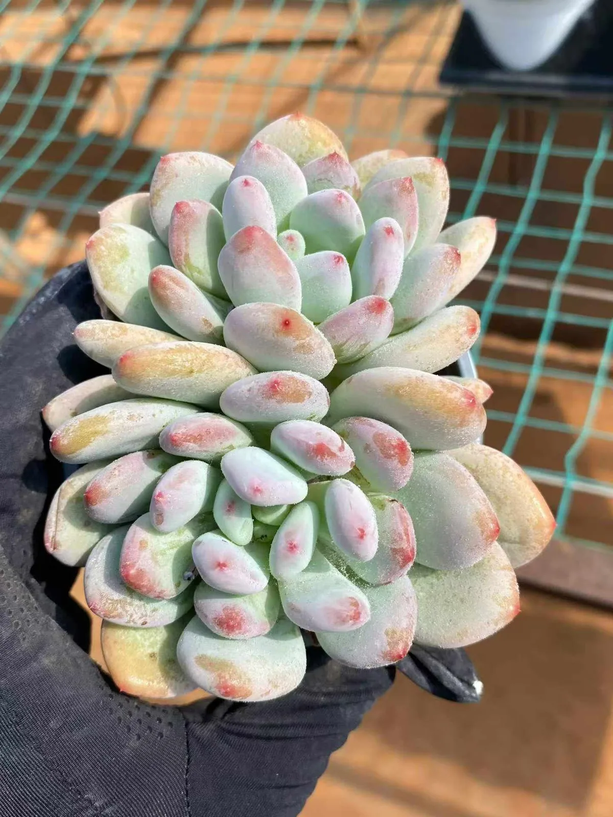 Echeveria Orange Summer Twin-head (橘夏双头) succulent — wholesale bare-root export from Yunnan, China (1 of 3)