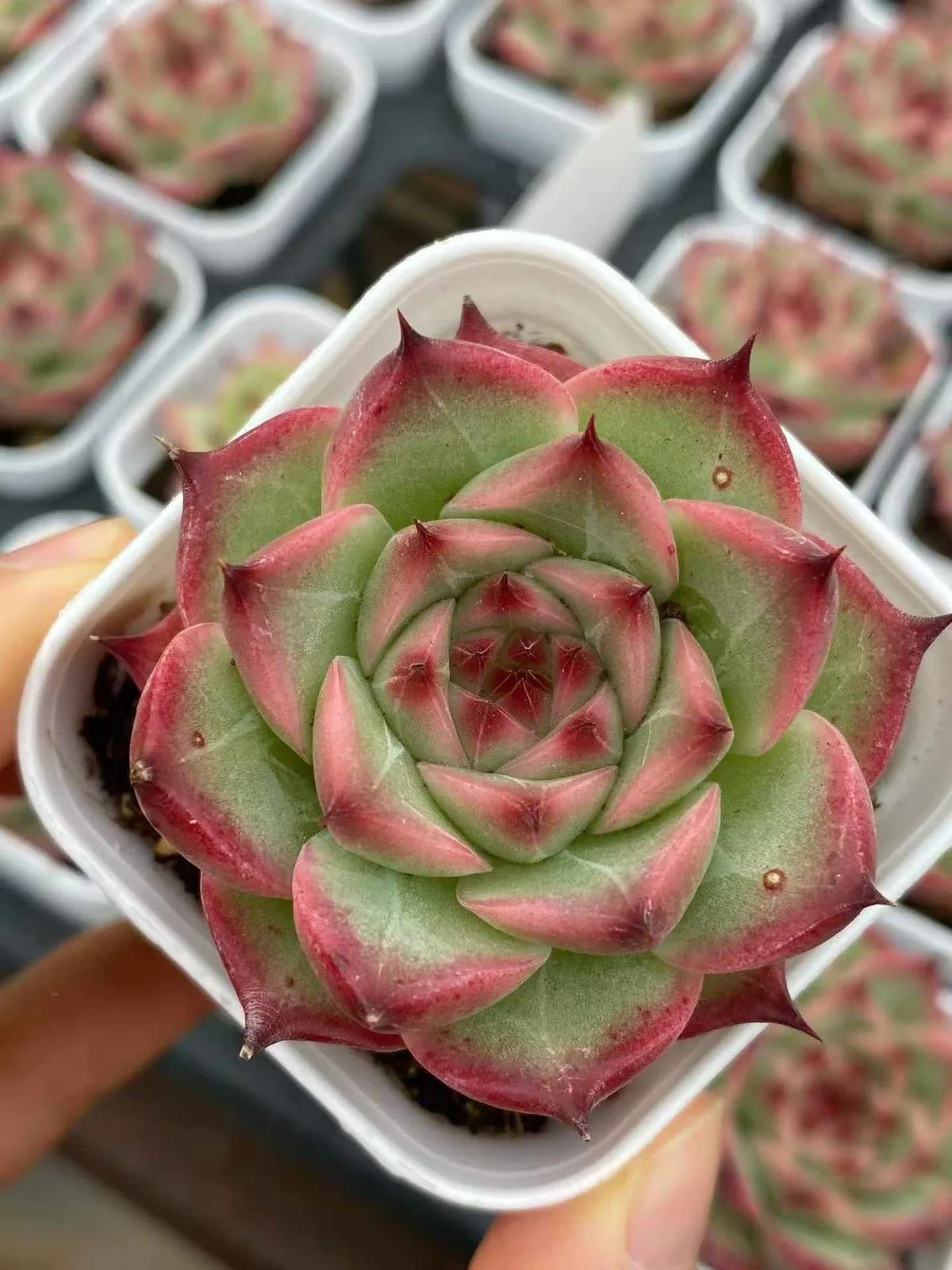 Echeveria Orion (奥林) succulent — wholesale bare-root export from Yunnan, China (1 of 5)