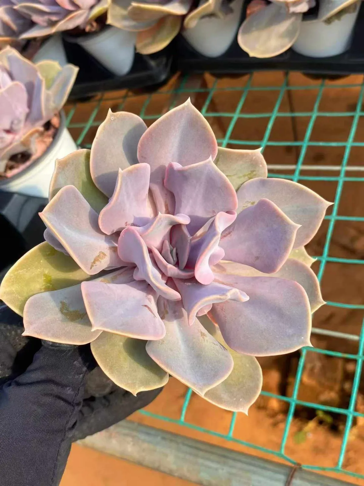 Echeveria Passion Pearl (热恋珍珠) succulent — wholesale bare-root export from Yunnan, China (1 of 4)