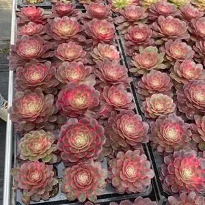Aeonium 'Peach Blossom Cove' Plug Tray (桃花坞穴盘) succulent — wholesale bare-root export from Yunnan, China
