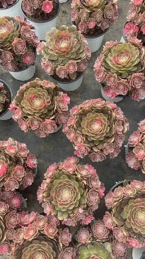 Aeonium 'Peach Blossom Cove' Small Cluster (桃花坞小群) succulent — wholesale bare-root export from Yunnan, China
