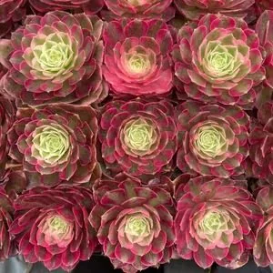 Aeonium 'Peacock Feather' Plug Tray (孔雀翎穴盘) succulent — wholesale bare-root export from Yunnan, China