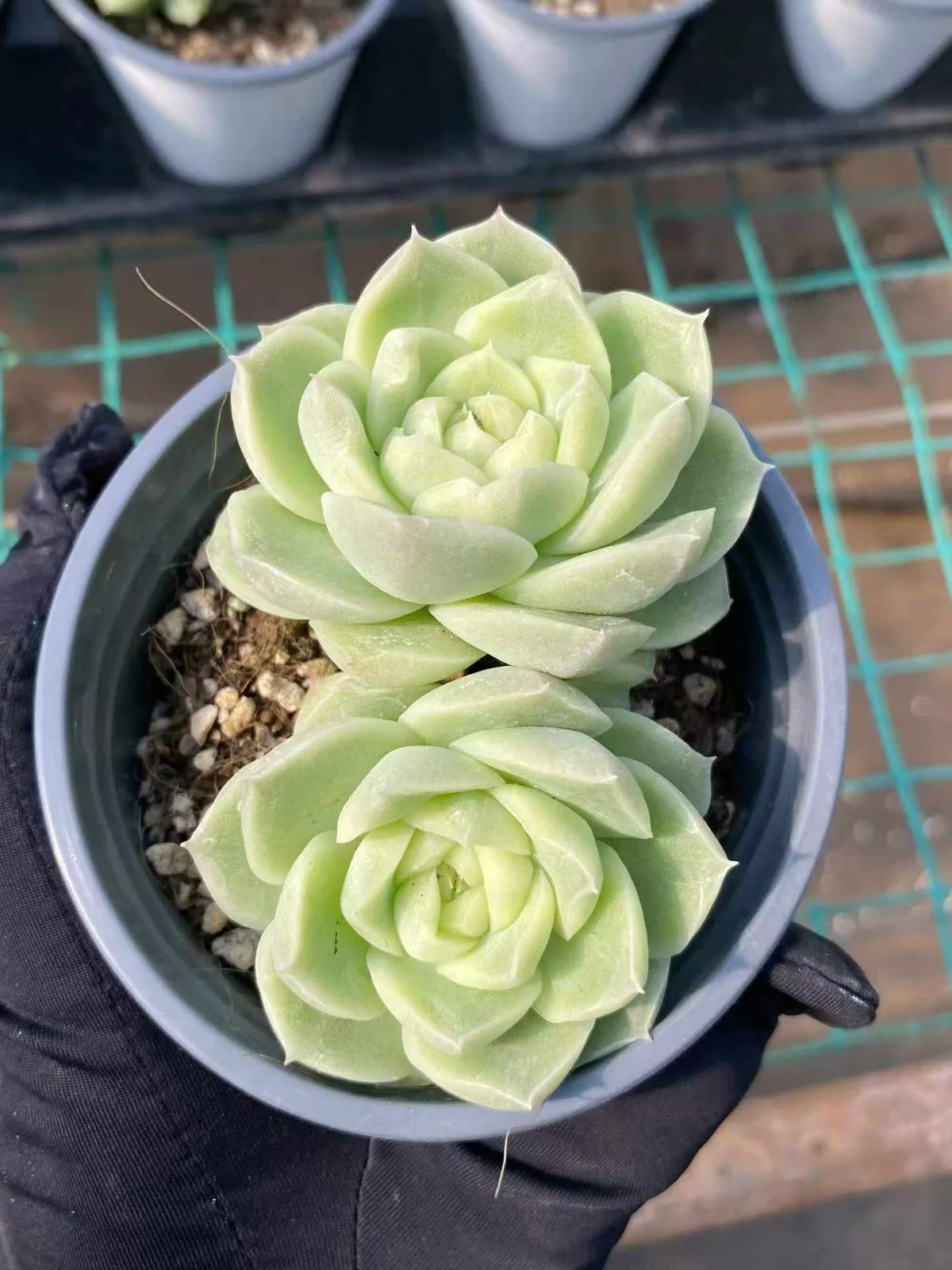 Echeveria Pear Blossom White Twin-head (梨花白双头) succulent — wholesale bare-root export from Yunnan, China (1 of 4)