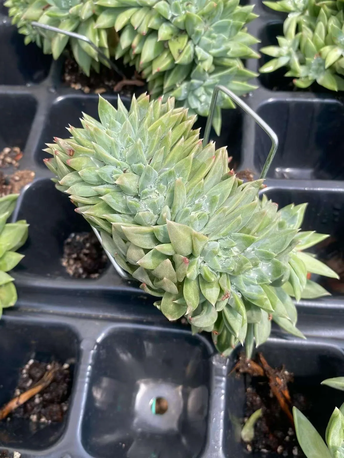 Echeveria Phantom Beauty Crested (幻影美人缀) succulent — wholesale bare-root export from Yunnan, China (1 of 6)