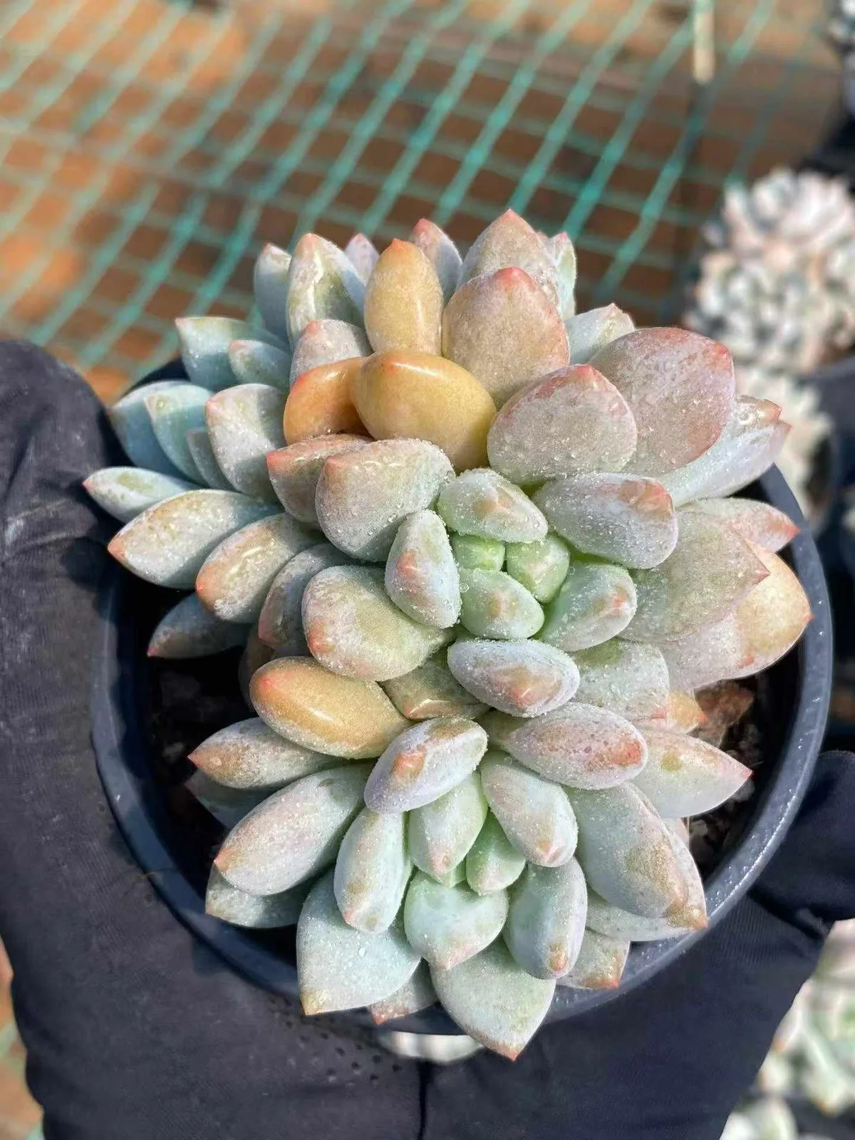 Echeveria Pinellia Cluster (半夏群) succulent — wholesale bare-root export from Yunnan, China (1 of 6)