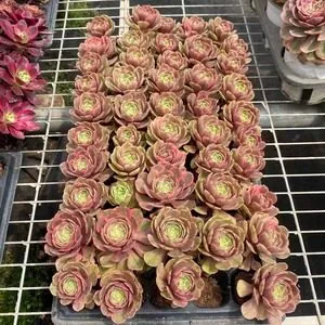 Aeonium 'Pink Crown' Plug Tray (粉冠穴盘) succulent — wholesale bare-root export from Yunnan, China