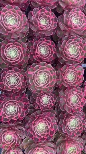 Aeonium 'Pink Sprite' Plug Tray (粉花妖穴盘) succulent — wholesale bare-root export from Yunnan, China
