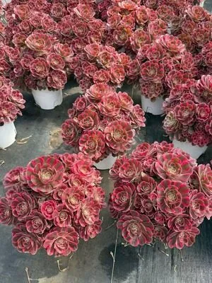 Aeonium 'Pink Lady' Old Stem, Large Cluster (红粉佳人老桩大群) succulent — wholesale bare-root export from Yunnan, China