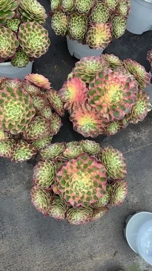 Aeonium 'Pink Poseidon' (粉海王) succulent — wholesale bare-root export from Yunnan, China