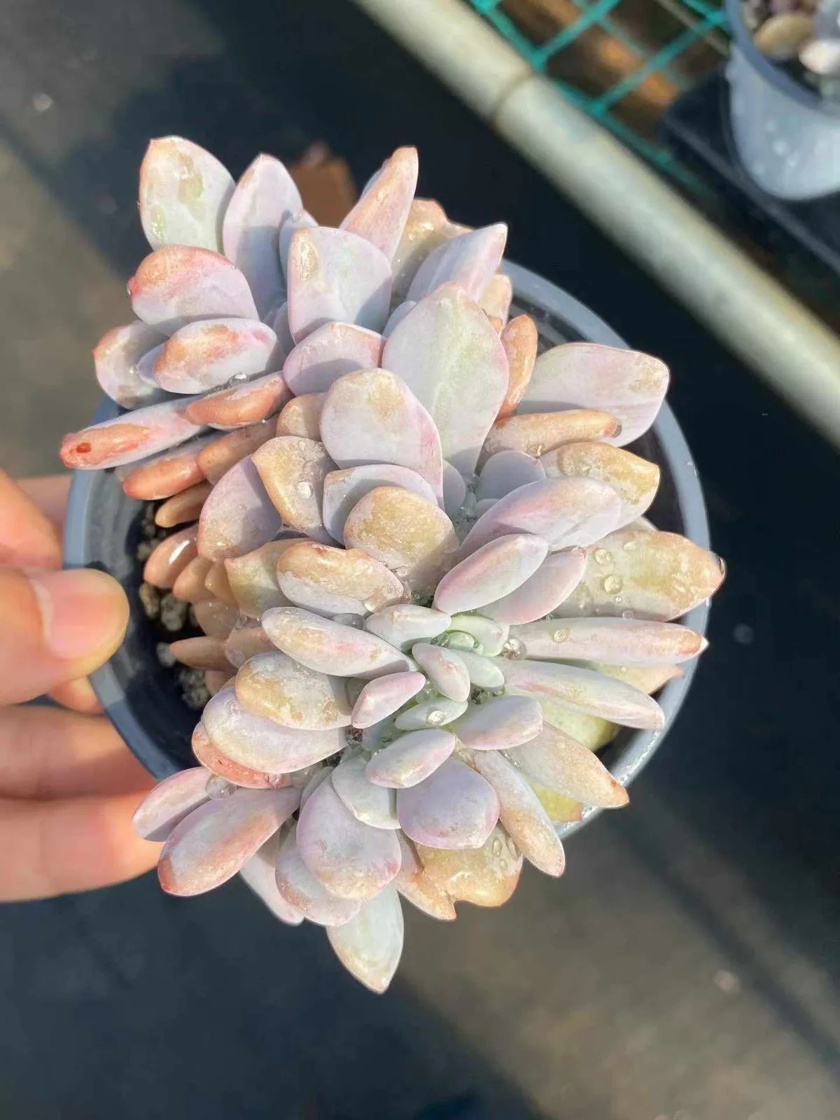 Echeveria Pink Rabbit Crested (粉兔缀) succulent — wholesale bare-root export from Yunnan, China (1 of 4)