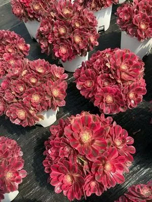 Aeonium 'Pink Witch' Old Stem (粉女巫老桩) succulent — wholesale bare-root export from Yunnan, China