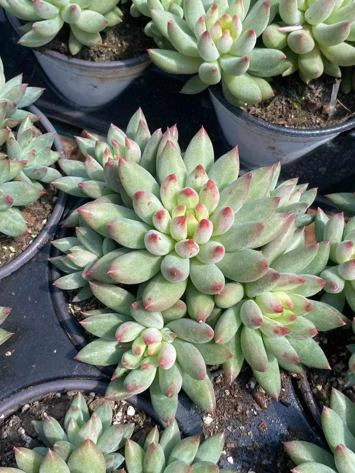 Echeveria Poppy Beauty Cluster (虞美人群) succulent — wholesale bare-root export from Yunnan, China (1 of 4)
