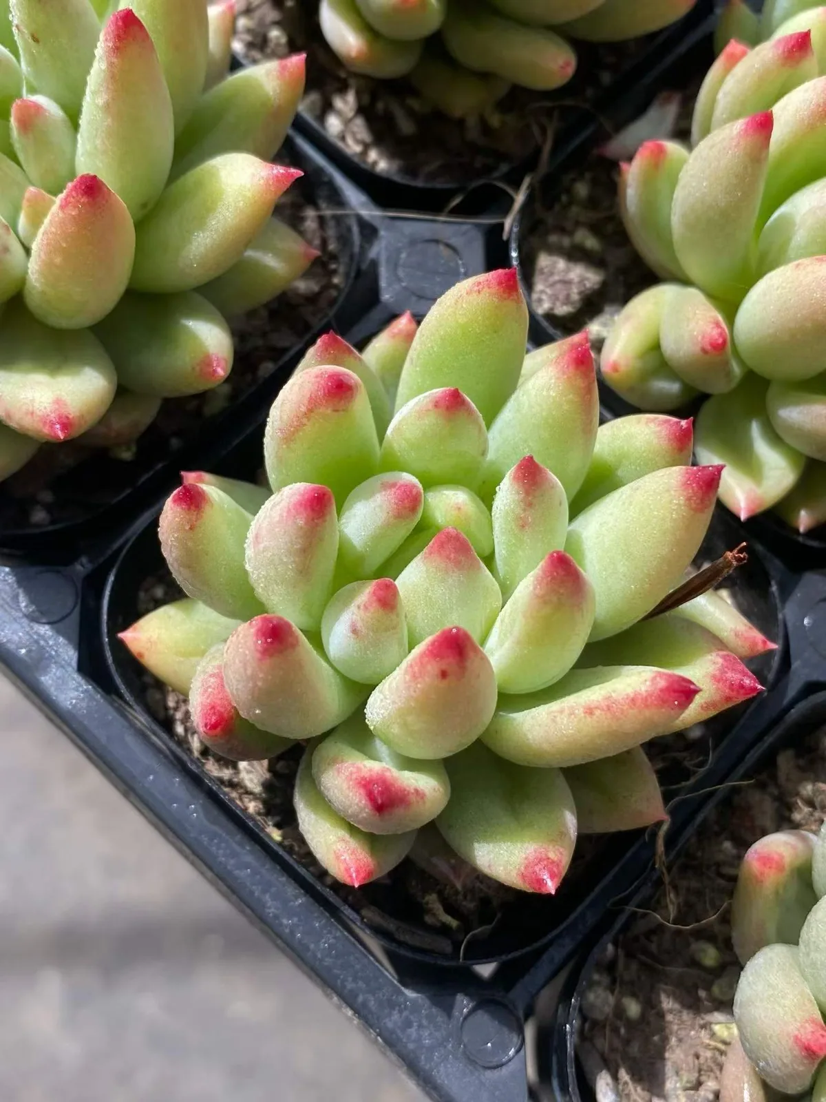 Echeveria Poppy Beauty Single (虞美人单头) succulent — wholesale bare-root export from Yunnan, China (1 of 4)